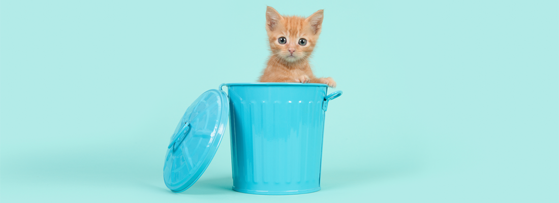 Un gattino in un piccolo bidone della spazzatura blu